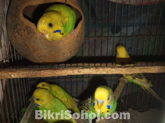 ডিম বাচ্চাসহ রানিং পাখি